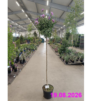 Hibiscus syr. 'French Cabaret Purple'® C 10 L